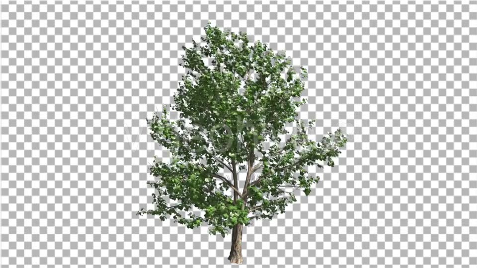 Korean Stewartia Thin Tree is Swaying at the Wind Videohive 13373452 Motion Graphics Image 3
