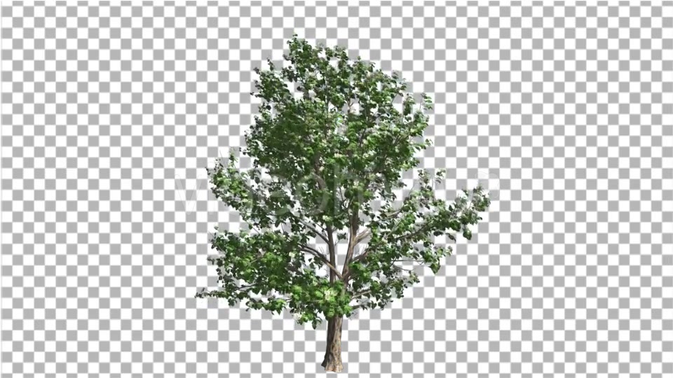 Korean Stewartia Thin Tree is Swaying at the Wind Videohive 13373452 Motion Graphics Image 4