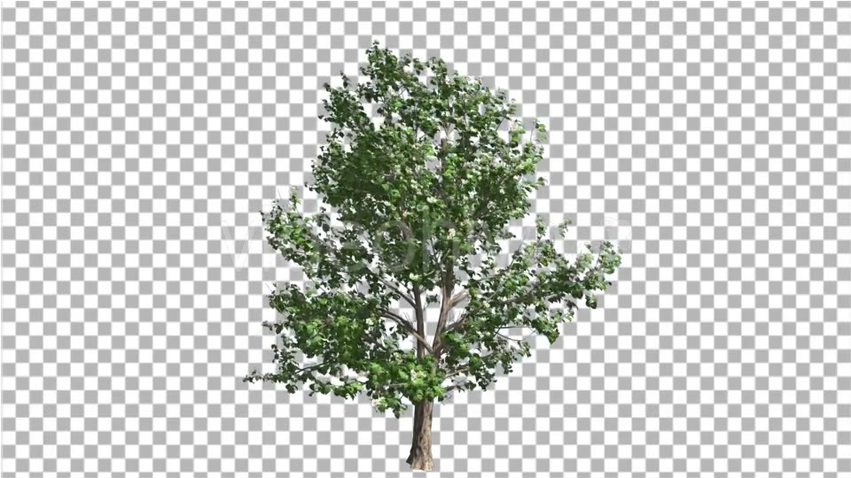 Korean Stewartia Thin Tree is Swaying at the Wind Videohive 13373452 Motion Graphics Image 5