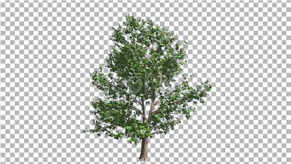 Korean Stewartia Thin Tree is Swaying at the Wind Videohive 13373452 Motion Graphics Image 6
