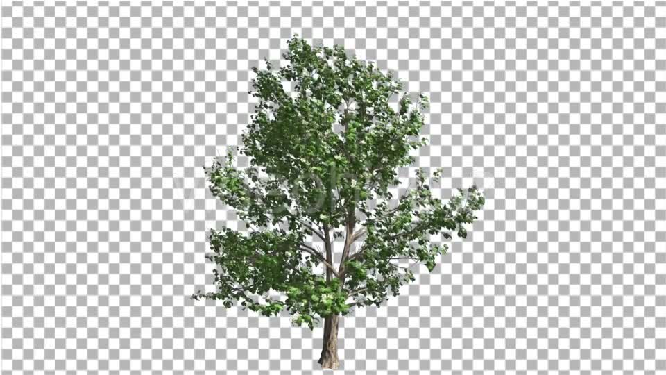 Korean Stewartia Thin Tree is Swaying at the Wind Videohive 13373452 Motion Graphics Image 7