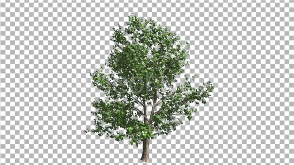 Korean Stewartia Thin Tree is Swaying at the Wind Videohive 13373452 Motion Graphics Image 8