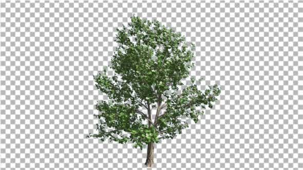 Korean Stewartia Thin Tree is Swaying at the Wind - 13373452 Download Videohive