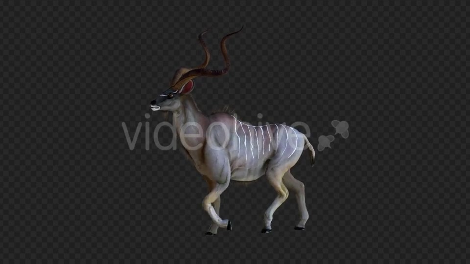 kudu 2 Videohive 21206787 Motion Graphics Image 2