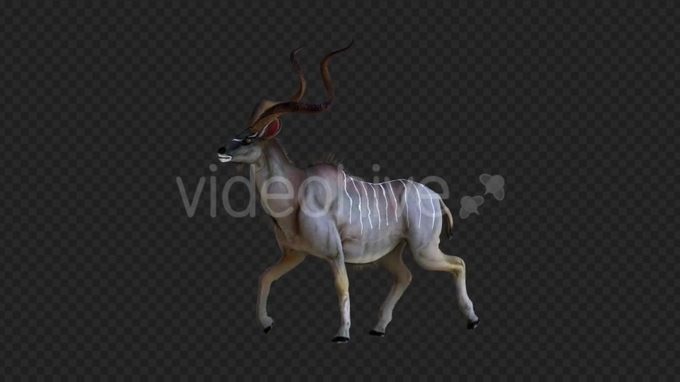 kudu 2 Videohive 21206787 Motion Graphics Image 3