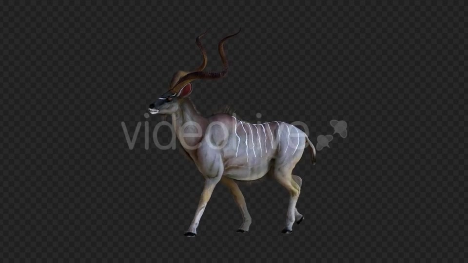 kudu 2 Videohive 21206787 Motion Graphics Image 4