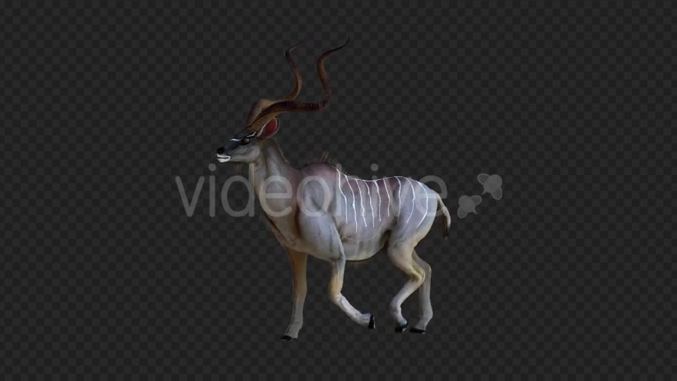 kudu 2 Videohive 21206787 Motion Graphics Image 5