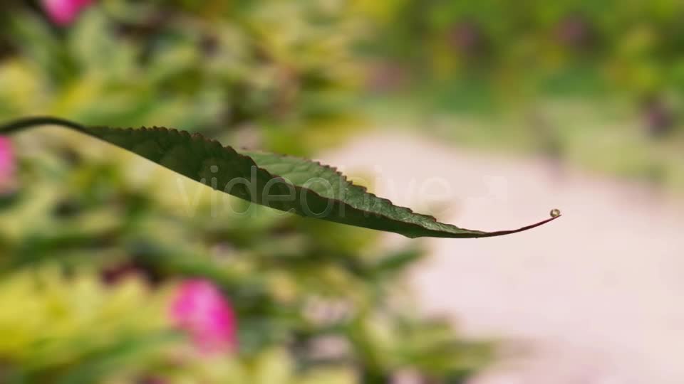 Leaf Dribbling Water Videohive 8373598 Motion Graphics Image 1