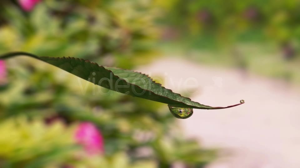 Leaf Dribbling Water Videohive 8373598 Motion Graphics Image 2