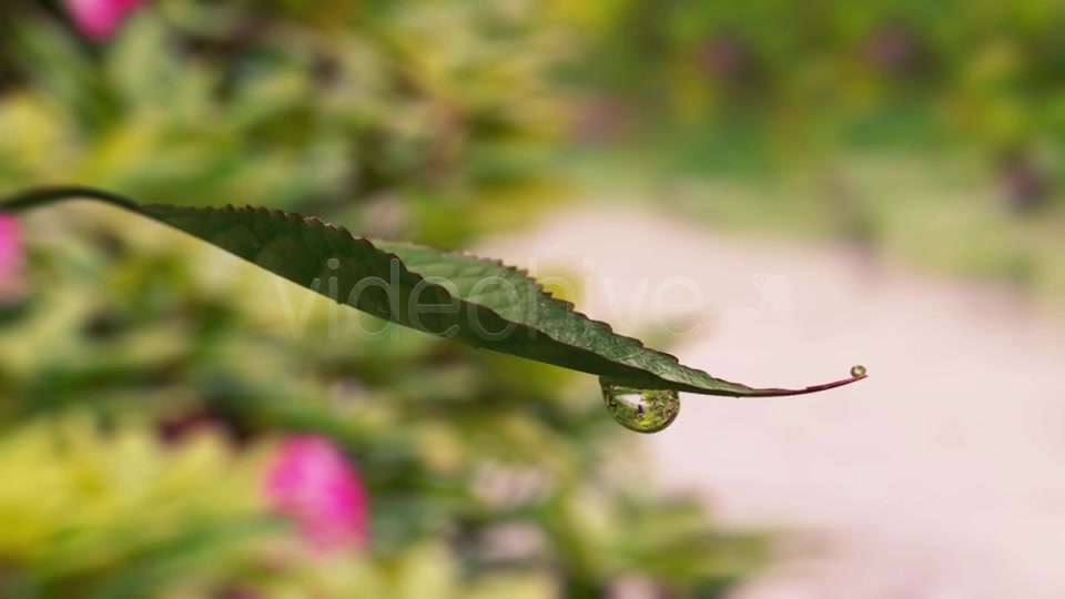 Leaf Dribbling Water Videohive 8373598 Motion Graphics Image 3