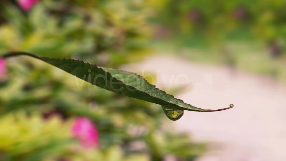 Leaf Dribbling Water Videohive 8373598 Motion Graphics Image 4