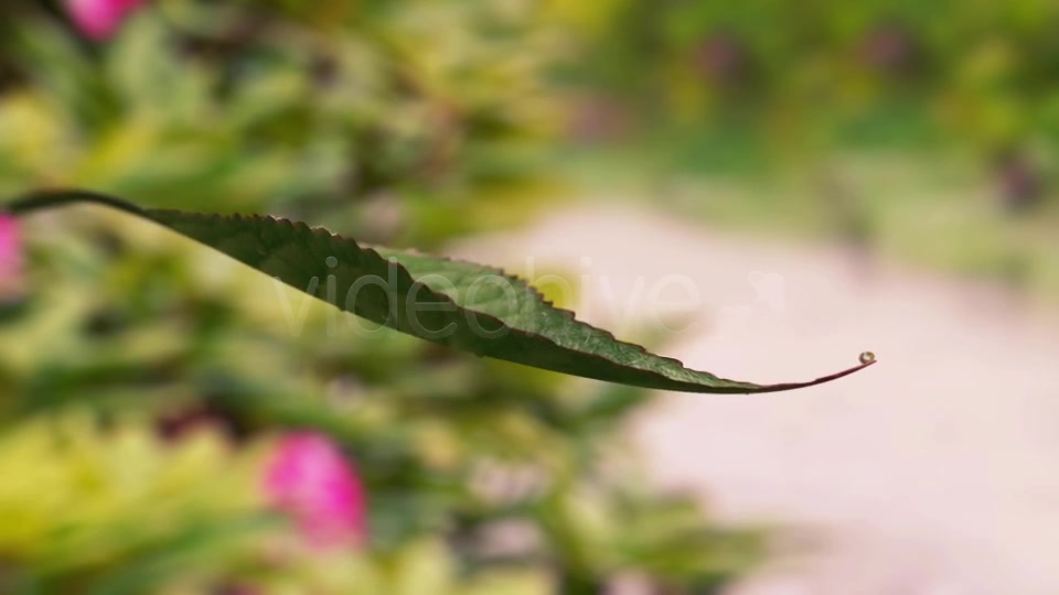 Leaf Dribbling Water Videohive 8373598 Motion Graphics Image 5