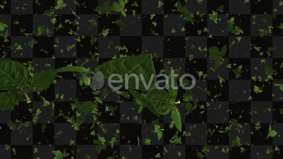 Leaf Package Videohive 21640790 Motion Graphics Image 7
