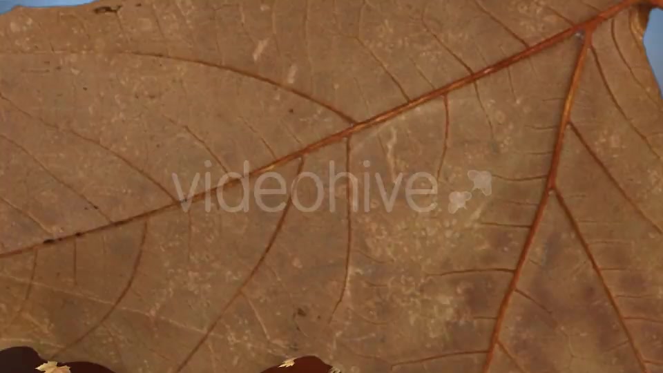 Leaf Transition Videohive 13100964 Motion Graphics Image 3