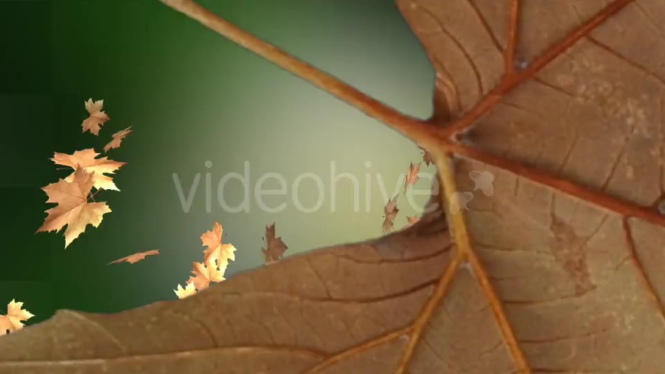 Leaf Transition Videohive 13100964 Motion Graphics Image 7