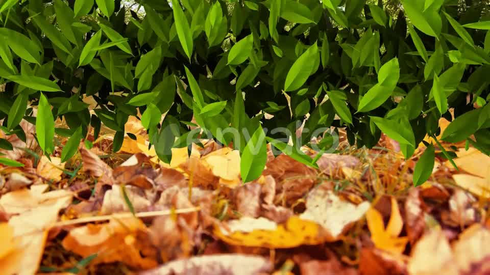 Leaf Transition Pack 4K Videohive 23020669 Motion Graphics Image 10