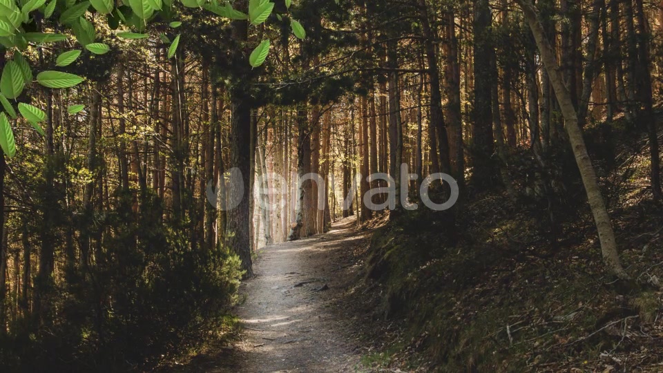 Leaf Transition Pack 4K Videohive 23020669 Motion Graphics Image 6