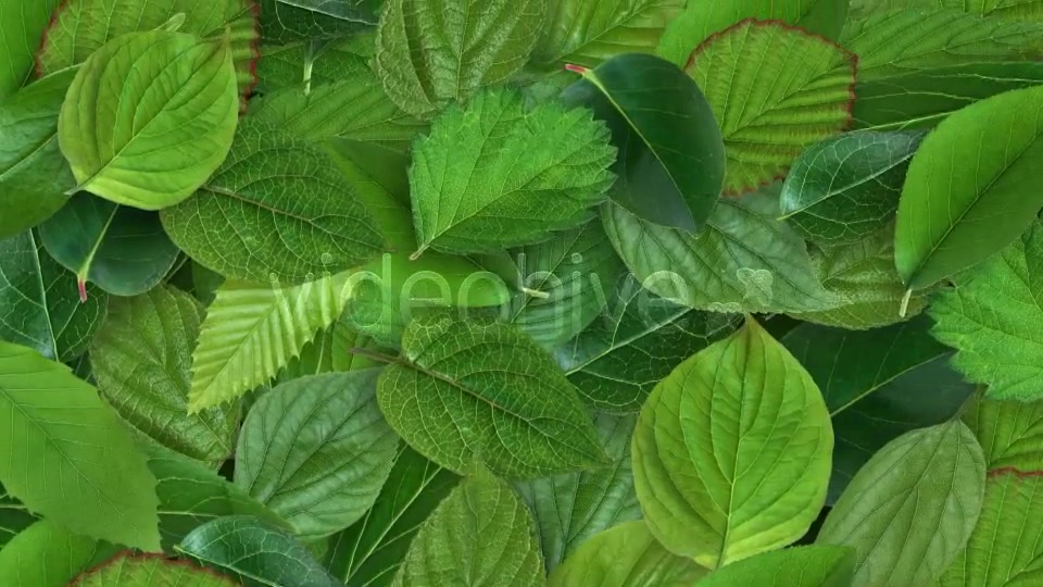 Leaves Background Videohive 11227006 Motion Graphics Image 3