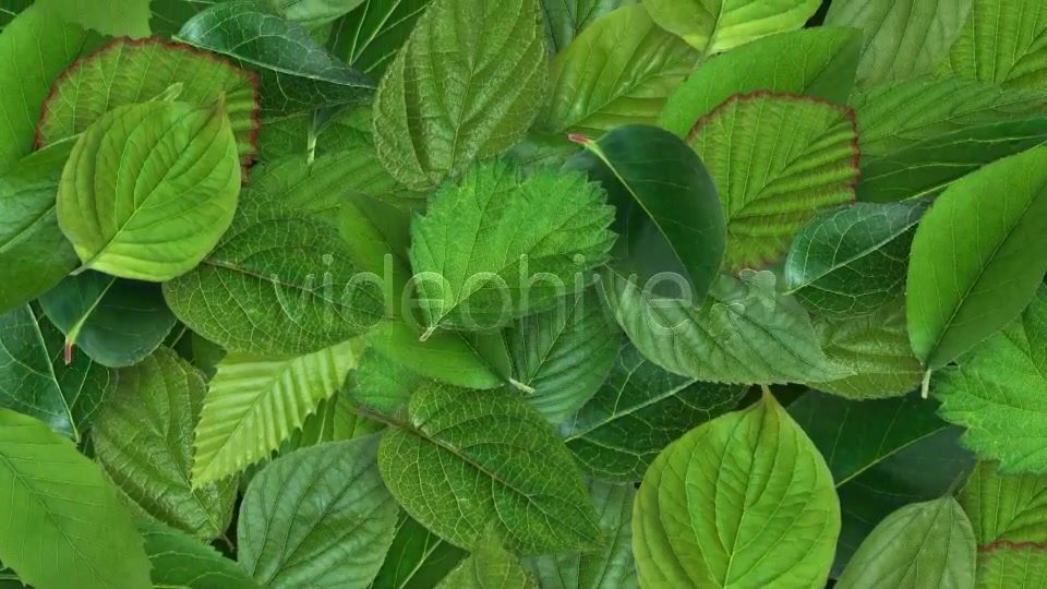 Leaves Background Videohive 11227006 Motion Graphics Image 4