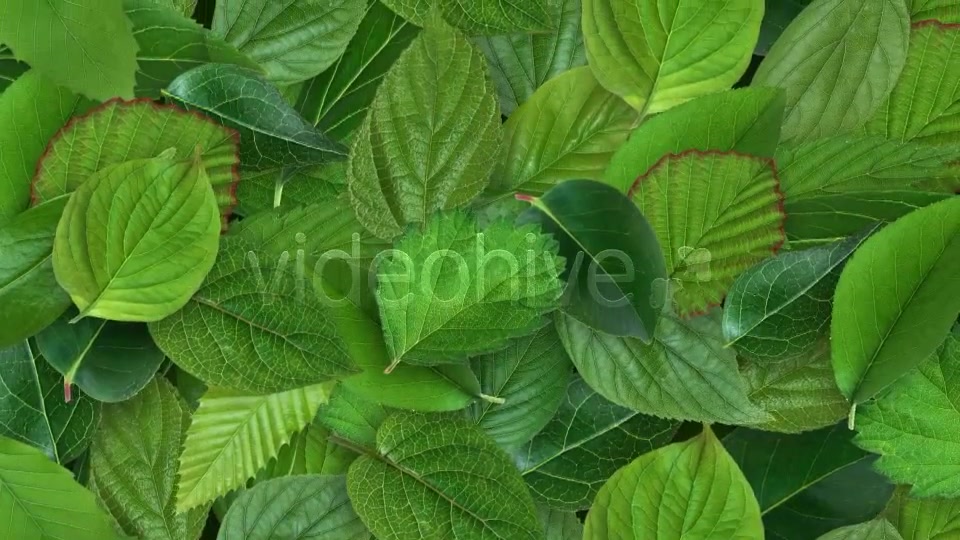 Leaves Background Videohive 11227006 Motion Graphics Image 5