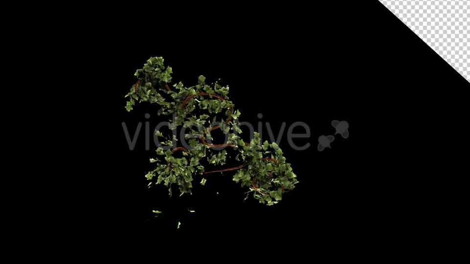 Leaves Branch Bush Growing Videohive 13099384 Motion Graphics Image 10