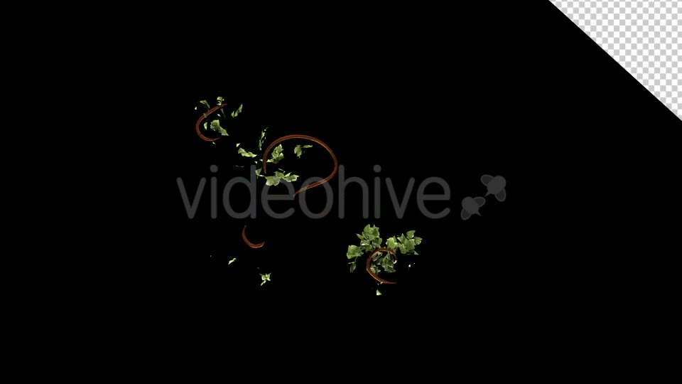 Leaves Branch Bush Growing Videohive 13099384 Motion Graphics Image 11