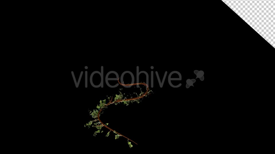 Leaves Branch Bush Growing Videohive 13099384 Motion Graphics Image 2