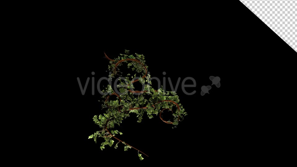 Leaves Branch Bush Growing Videohive 13099384 Motion Graphics Image 3