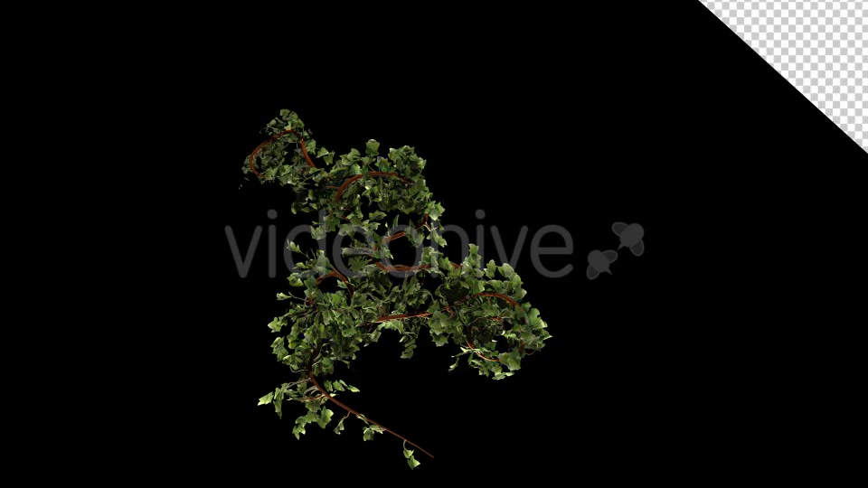 Leaves Branch Bush Growing Videohive 13099384 Motion Graphics Image 4