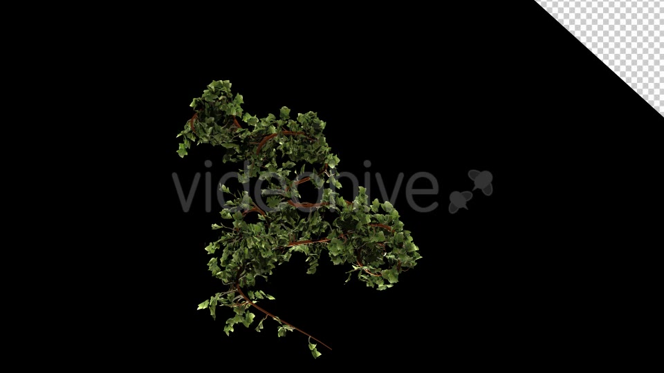 Leaves Branch Bush Growing Videohive 13099384 Motion Graphics Image 5