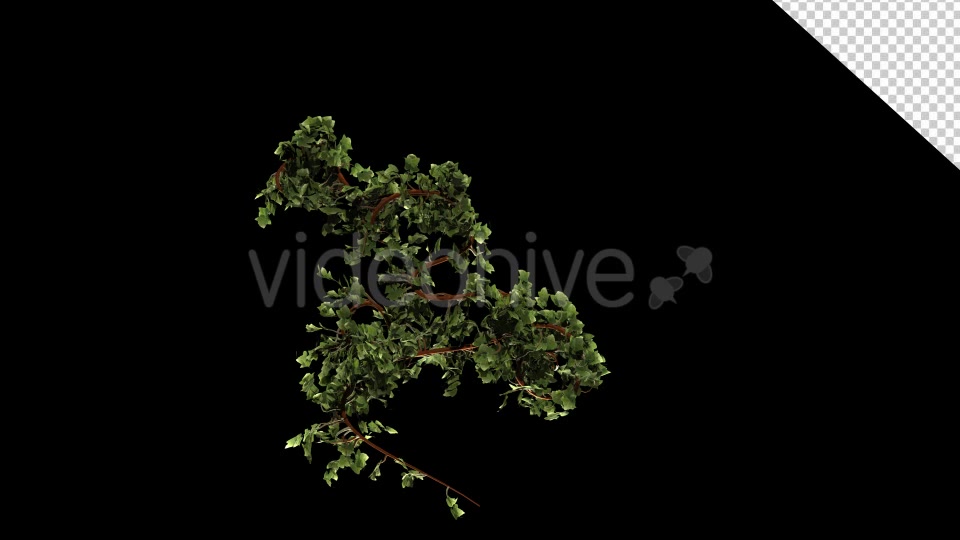 Leaves Branch Bush Growing Videohive 13099384 Motion Graphics Image 8