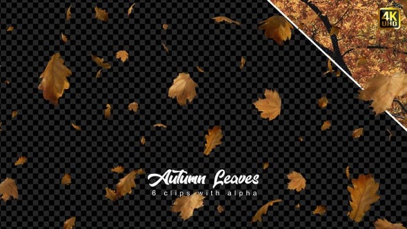 Leaves Falling | Autumn Season - Download Videohive 22582691