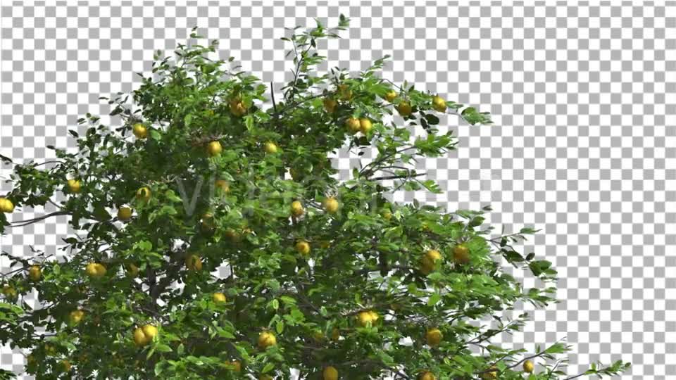Lemon Tree Swaying Tree is Swaying at The Wind Videohive 13376332 Motion Graphics Image 1