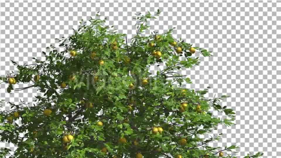 Lemon Tree Swaying Tree is Swaying at The Wind Videohive 13376332 Motion Graphics Image 10