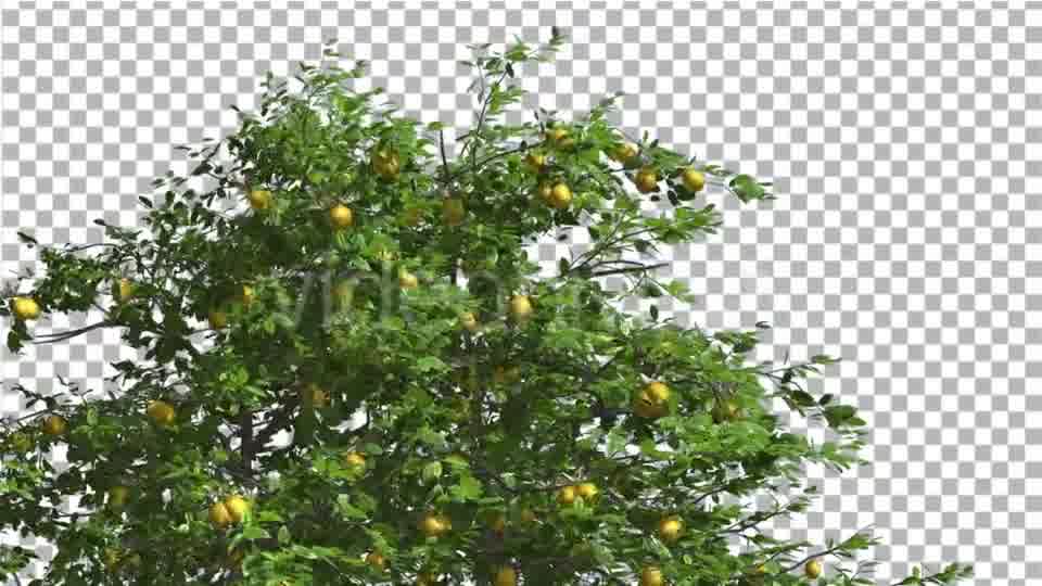Lemon Tree Swaying Tree is Swaying at The Wind Videohive 13376332 Motion Graphics Image 11