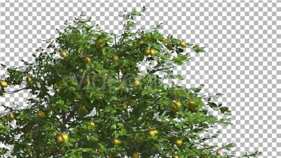 Lemon Tree Swaying Tree is Swaying at The Wind Videohive 13376332 Motion Graphics Image 12