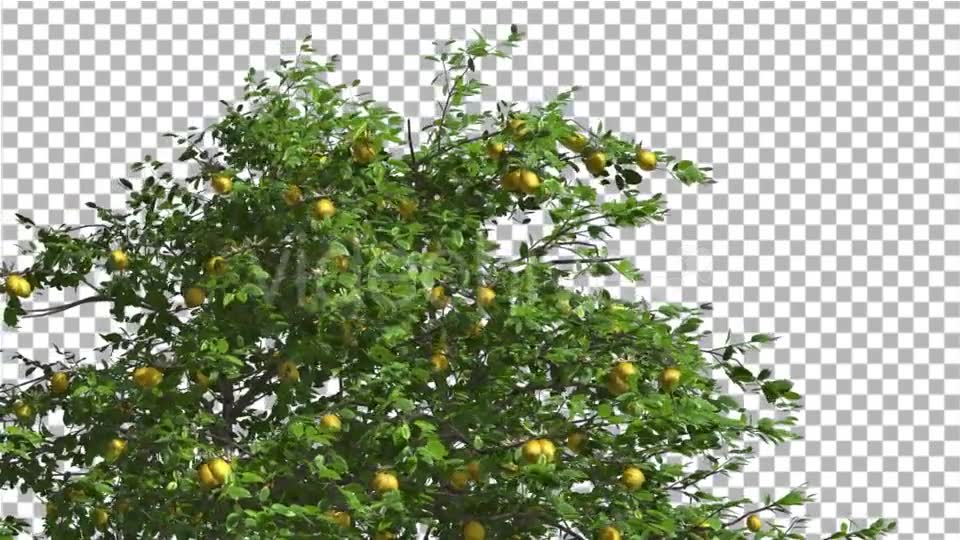 Lemon Tree Swaying Tree is Swaying at The Wind Videohive 13376332 Motion Graphics Image 2
