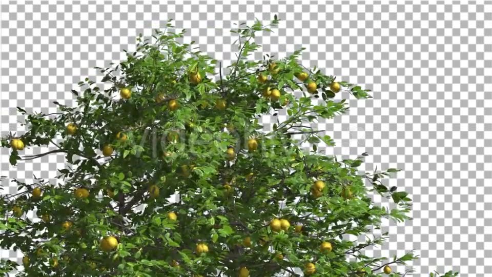 Lemon Tree Swaying Tree is Swaying at The Wind Videohive 13376332 Motion Graphics Image 3