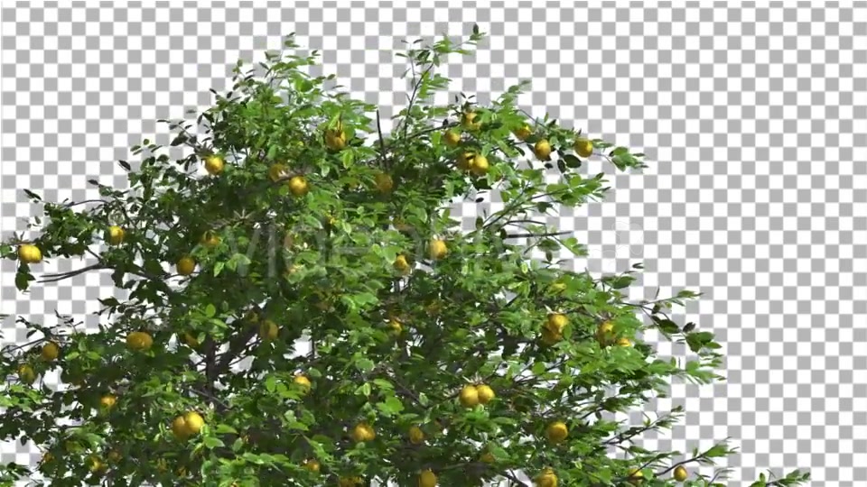 Lemon Tree Swaying Tree is Swaying at The Wind Videohive 13376332 Motion Graphics Image 4