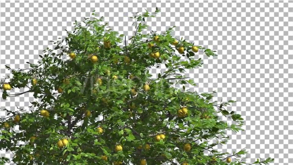 Lemon Tree Swaying Tree is Swaying at The Wind Videohive 13376332 Motion Graphics Image 5