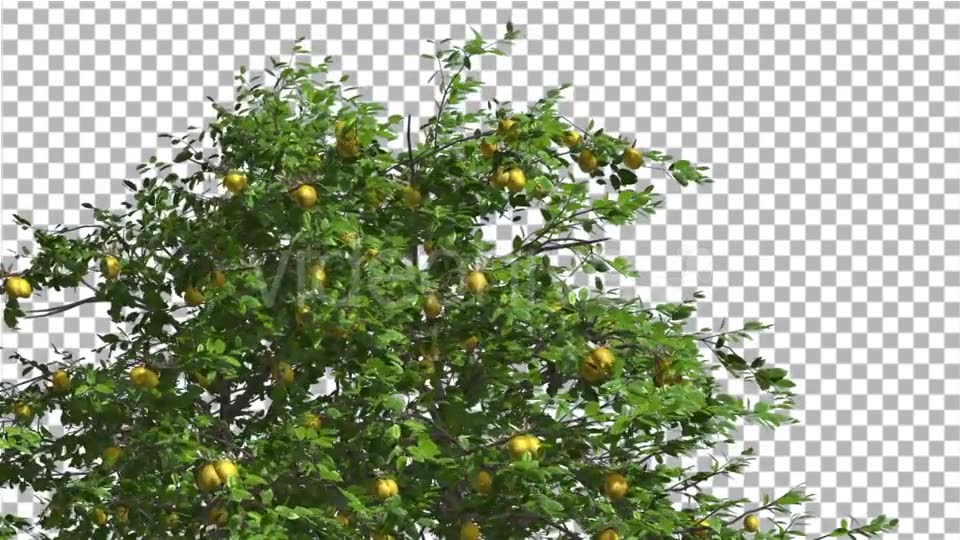 Lemon Tree Swaying Tree is Swaying at The Wind Videohive 13376332 Motion Graphics Image 6