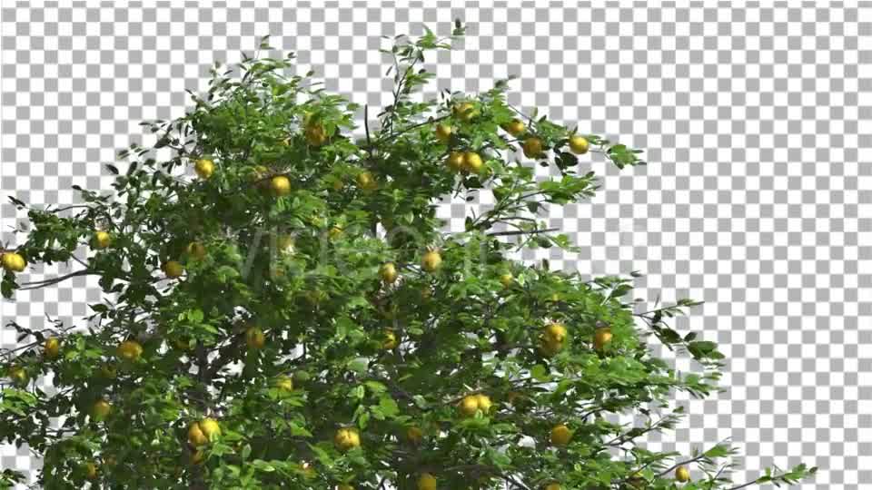 Lemon Tree Swaying Tree is Swaying at The Wind Videohive 13376332 Motion Graphics Image 8