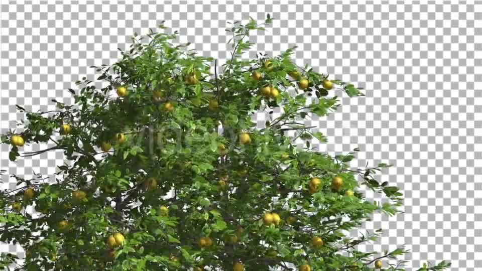 Lemon Tree Swaying Tree is Swaying at The Wind Videohive 13376332 Motion Graphics Image 9