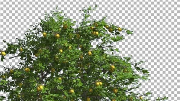 Lemon Tree Swaying Tree is Swaying at The Wind - 13376332 Videohive Download