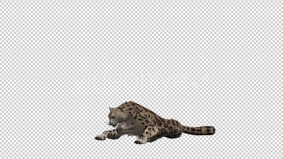 Leopard 4 Videohive 20833264 Motion Graphics Image 1