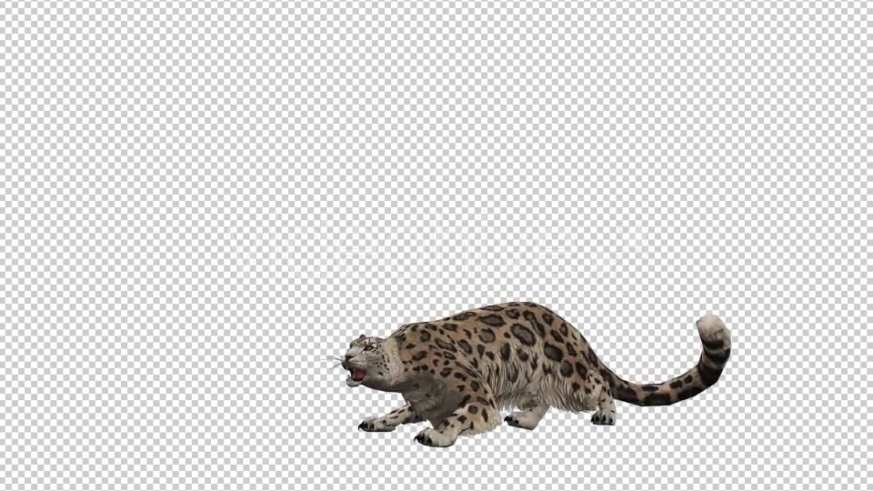 Leopard 4 Videohive 20833264 Motion Graphics Image 3