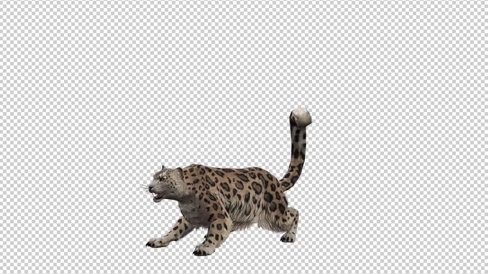 Leopard 4 Videohive 20833264 Motion Graphics Image 5