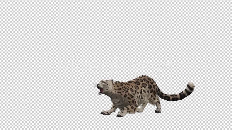 Leopard 4 Videohive 20833264 Motion Graphics Image 7