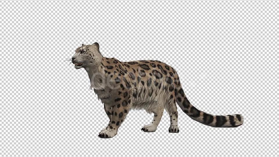 Leopard 5 Videohive 20833312 Motion Graphics Image 2