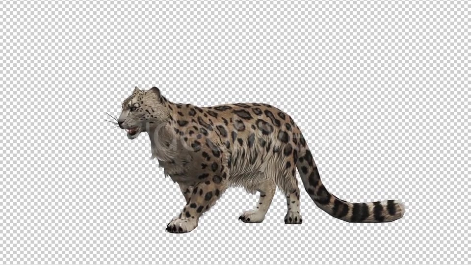 Leopard 5 Videohive 20833312 Motion Graphics Image 4